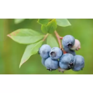 Image of Thompson & Morgan Thompson and Morgan Blueberry Duke 9cm pot x 1