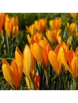 Image of Large Flowered Yellow Crocus - Pack Of 30 Bulbs