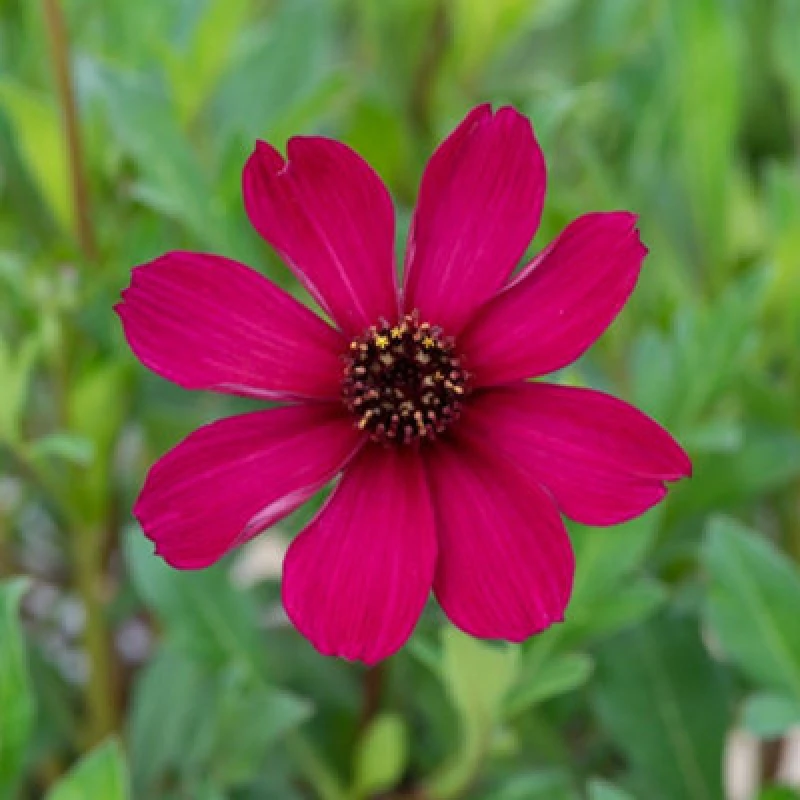 Image of Thompson & Morgan Cosmos Atrosanguineus Cherry Chocolate 2 Litre Potted Plant X 1