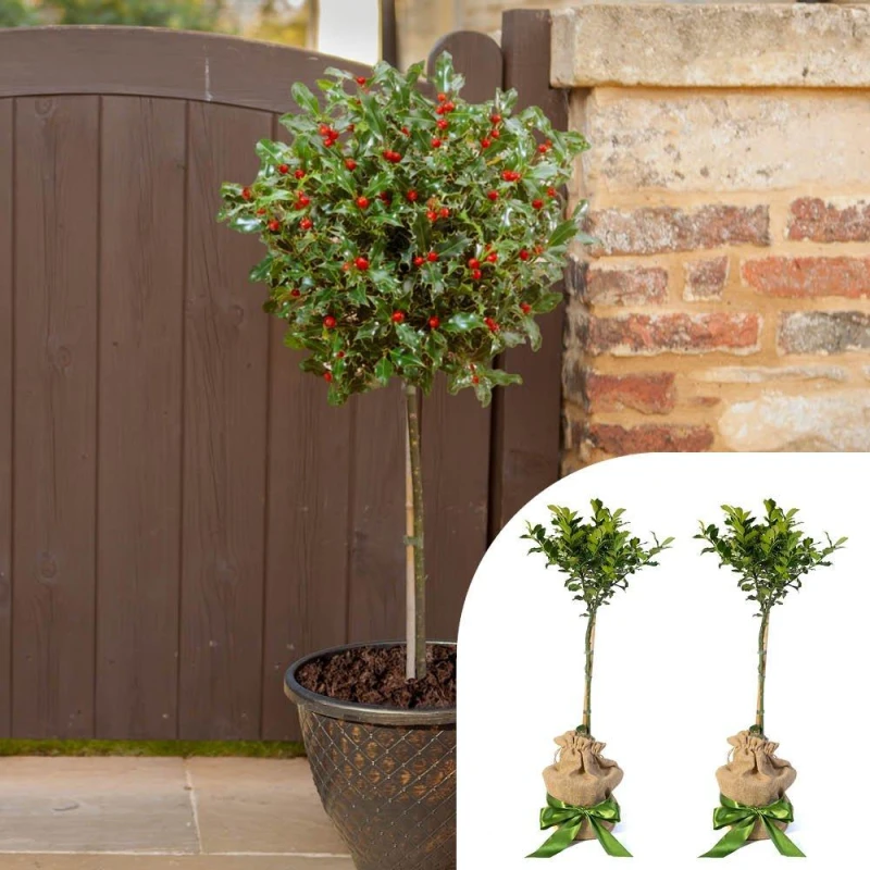 Image of YouGarden Pair of Holly Standards with Hessian Wrapped Pots Green unisex 80cm App