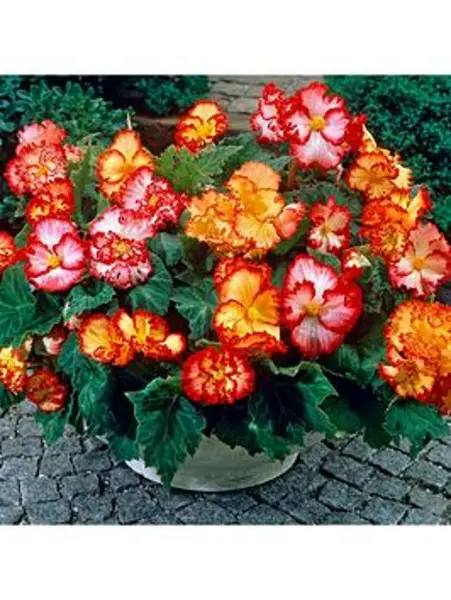 Image of YouGarden Begonia Marginata Mixed - 10 tubers - Size 10 tubers