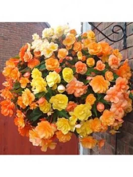 Image of Begonia Apricot Shades 20 Garden Ready Plants