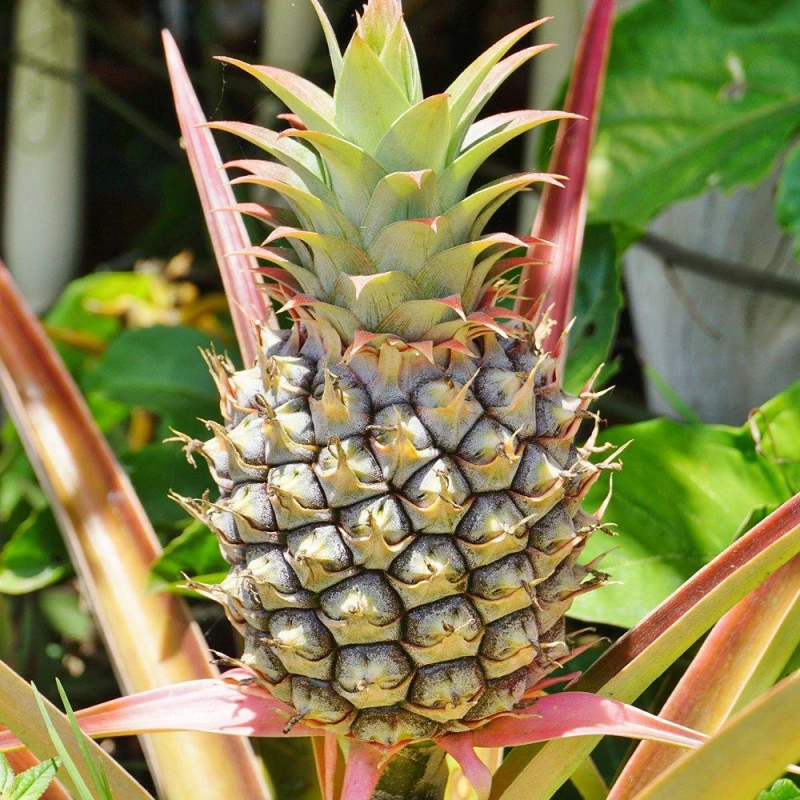 Image of Yougarden Edible Indoor Pineapple Houseplant In 12Cm Pot, Already In Fruit, Indoor Plants, Grow Your Own Real Pineapple Plant At H