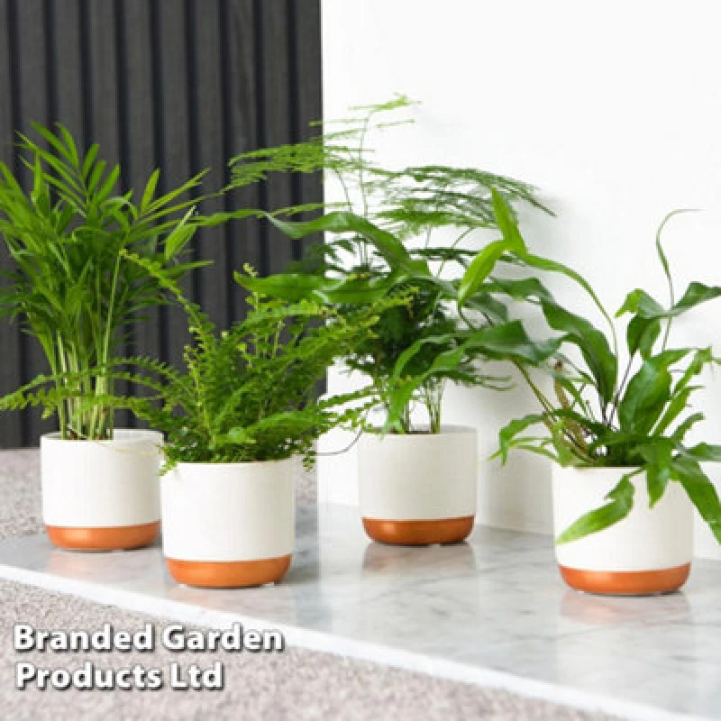 Image of Thompson & Morgan Houseplant Starter Green Mix 6Cm Pot X 1 (Height 20Cm)