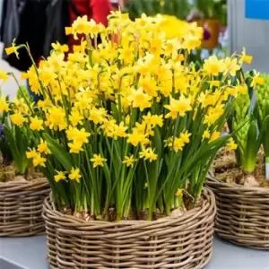 Image of YouGarden Narcissus Tete a Tete 30 bulbs size 8/10 - Brown