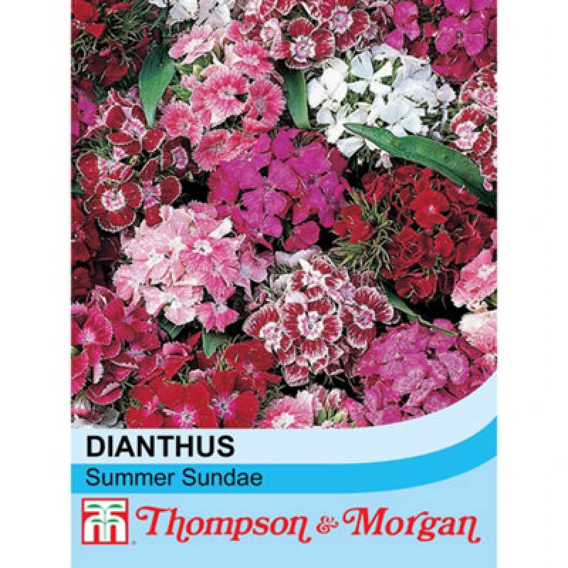 Image of Thompson & Morgan Dianthus Summer Sundae 1 Seed Packet (30 Seeds)