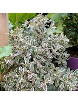 Image of Weigela Florida 'Monet' 3L