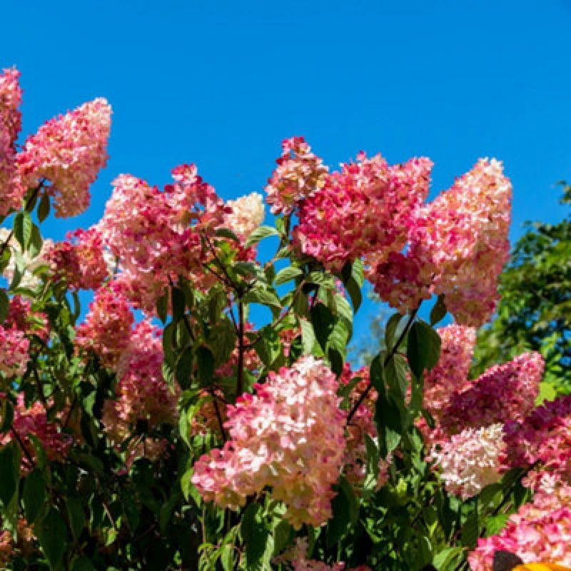 Image of Thompson & Morgan Hydrangea Vanilla Fraise 8Cm Potted Plant X 2 + 2 Patio Potted Plant Dark Grey