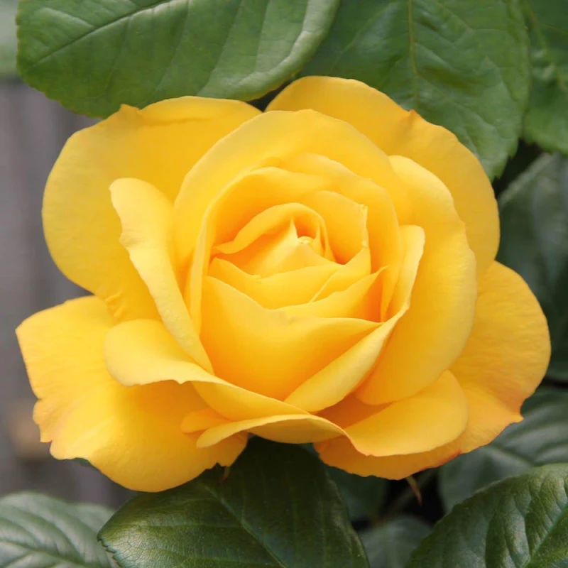 Image of YouGarden Rose Climbing Arthur Bell (4L Pot) Roses 4L Pot Yellow 39312713000