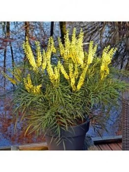 Image of Mahonia Eurybracteata 'Soft Caress' 19Cm Pot