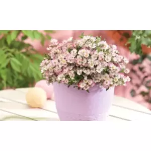 Image of Thompson & Morgan Thompson and Morgan Rose Cutie Pie 12cm Pot x 1