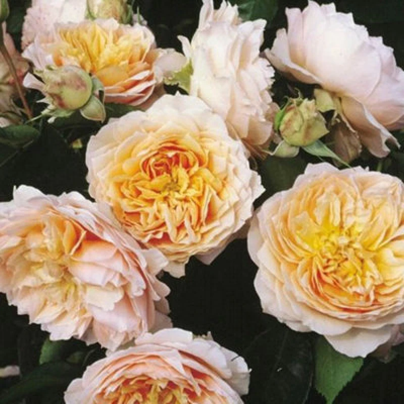 Image of YouGarden Rose Climbing Ginger Syllabub (4L Pot) Roses 4L Pot Multi 39360999000