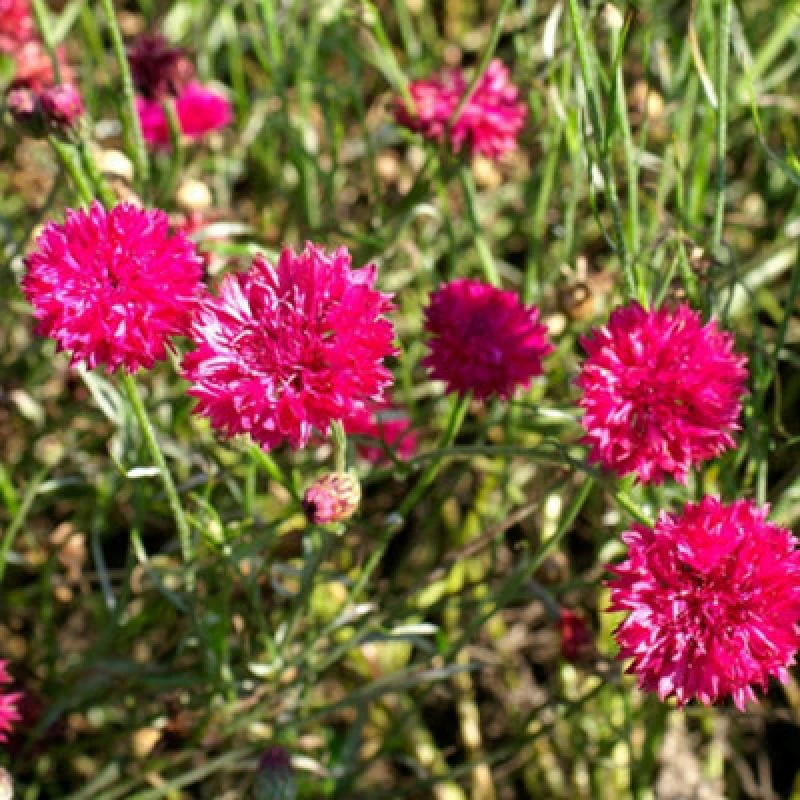 Image of Thompson & Morgan Cornflower Red Boy Seeds Hardy Annual Deep Pink Flowers Easy To Grow Pollinator-Friendly For Cutting 200 Seeds