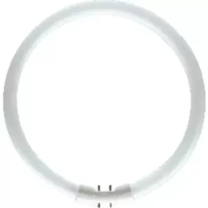 Image of OSRAM Fluorescent tube EEC: G (A - G) 2GX13 40 W Cool white 840 Ring shape (Ø x L) 16mm x 305mm