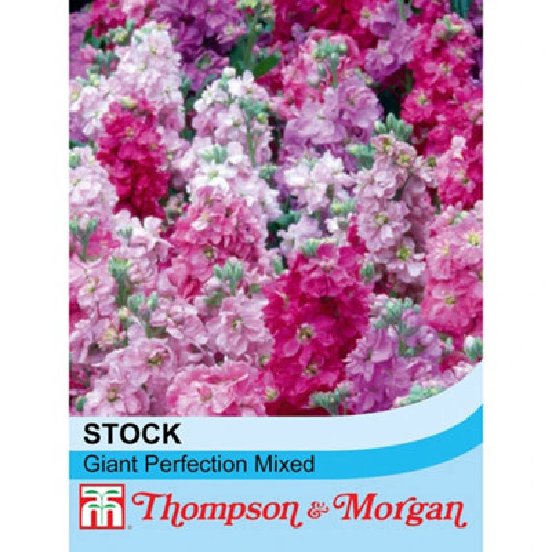 Image of Thompson & Morgan Stocks Giant Perfection Mixed 1 Seed Packet (125 Seeds)
