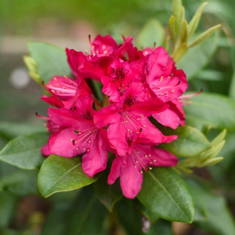 Image of YouGarden Rhododendron Hybrid- Red Multi unisex 15cm pot