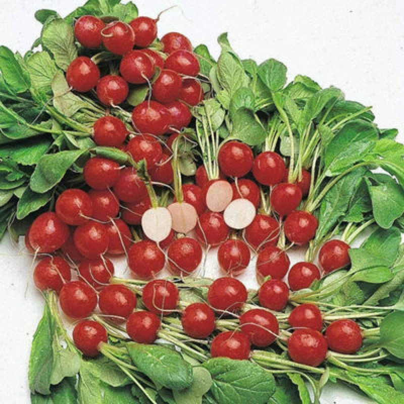Image of Thompson & Morgan Radish Cherry Belle 1 Seed Packet