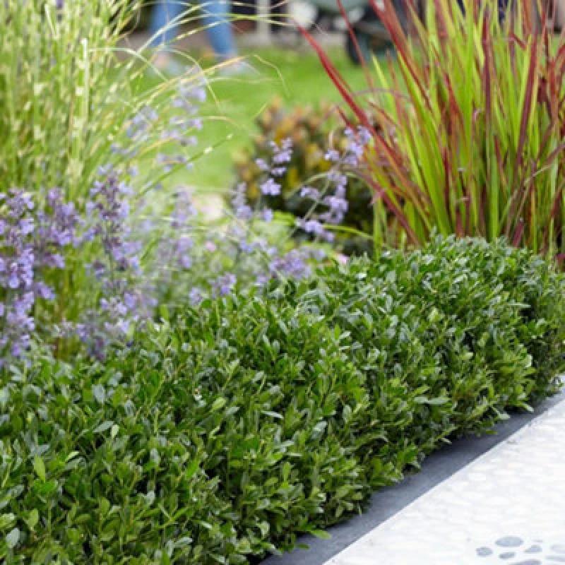 Image of Thompson & Morgan Ilex Crenata Luxus 9Cm Potted Plant X 1