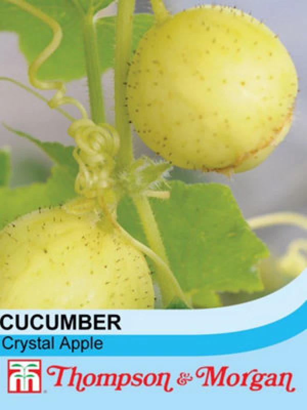Image of Thompson & Morgan Cucumber Crystal Apple 1 Seed Packet (20 Seeds)