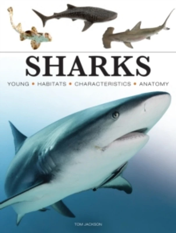 Image of Sharks & Underwater Predators Paperback / softback