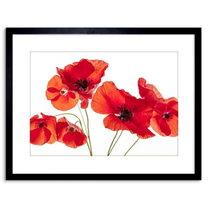 Image of Artery8 Wall Art Print Photo Nature Flower Poppy Heads Red Petals Artwork Framed 9X7 Inch