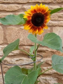 Image of Ready To Rust Spiral Steel Plant Supports 5 Pack