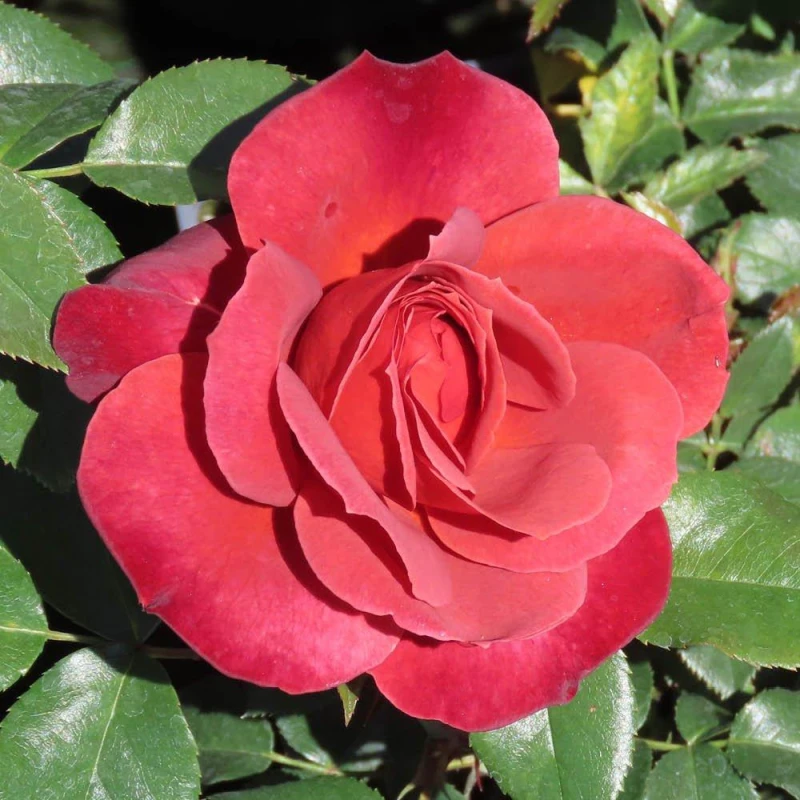 Image of YouGarden Rose Hot Chocolate (4L Pot) Roses 4L Pot Red 39266408000