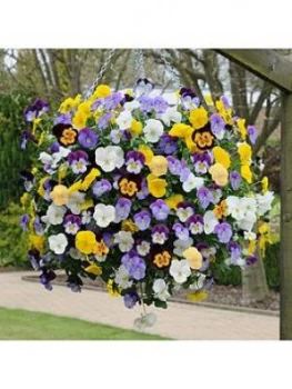 Image of Pansy Cool Wave 20 Pack Garden Ready