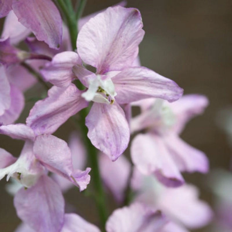 Image of Thompson & Morgan Delphinium Belladonna Lilac Larkspur Seeds - Hardy Annual For Cottage Gardens & Cut Flowers - 100 Seeds