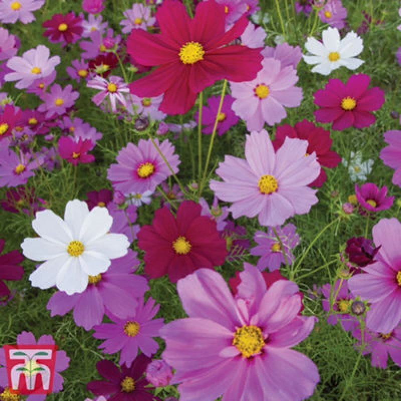 Image of Thompson & Morgan Cosmos Sensation Mixed 1 Seed Packet (150 Seeds)