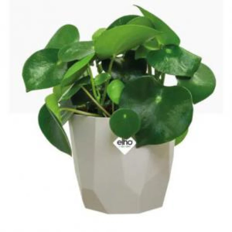 Image of Elho B.For Rock 14cm - Warm Grey 4201301440300