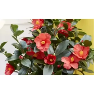 Image of Thompson & Morgan Thompson and Morgan Camellia 1001 Summer Nights' Jasmine 10.5cm pot - 1 plant