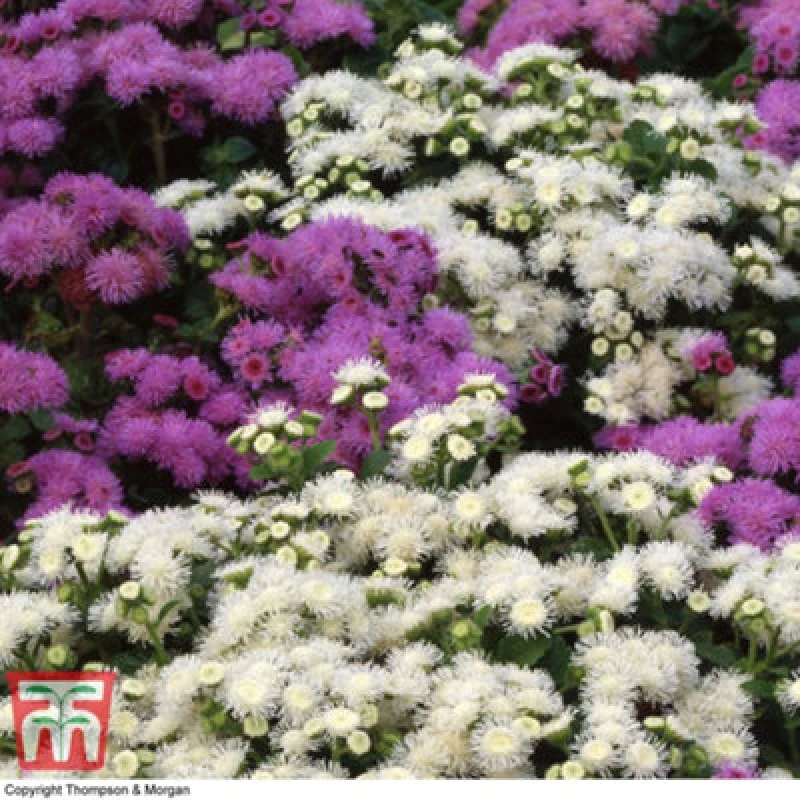 Image of Thompson & Morgan Ageratum Dwarf Ball Mixed 1 Seed Packet (950 Seeds)