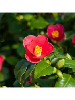 Image of Camellia Vernalis 'Yuletide' 1L
