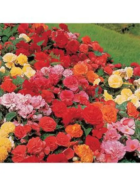 Image of YouGarden Belgian Upright Giant Begonia - 10 tubers - Size 10 tubers