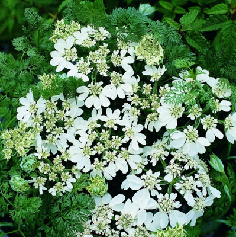 Image of Thompson & Morgan Orlaya Grandiflora White Lace Flower Seeds - Hardy Annual Cottage Garden Favourite