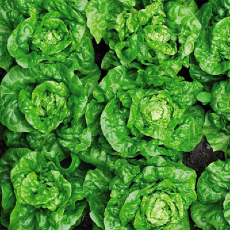 Image of Thompson & Morgan Lettuce (Butterhead) Tom Thumb 1 Seed Packet