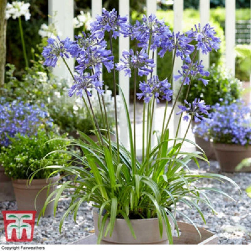 Image of Thompson & Morgan Agapanthus Ever Sapphire 9Cm Potted Plant X 1