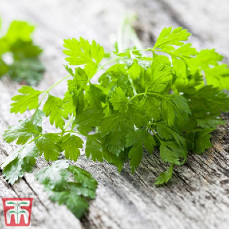 Image of Thompson & Morgan Herb Chervil 1 Seed Packet (750 Seeds)