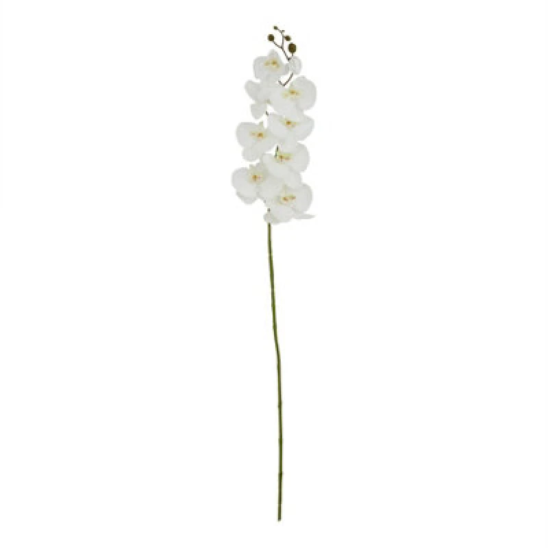 Image of Tall White Butterfly Orchid Stem