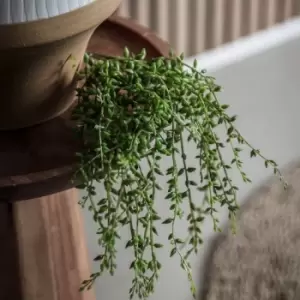 Image of Crossland Grove Senecio Vine Stem (3Pk) 400Mm