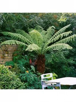 Image of Hardy Tree Fern - 2ft Log