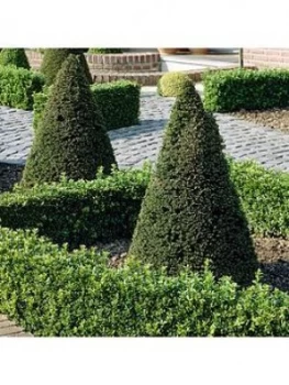 Image of Yew (Taxus) Topiary Pyramid 50-60Cm Over Pot = 70-80Cm Total