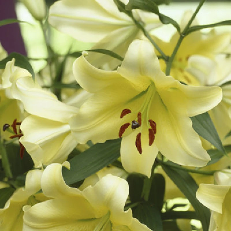 Image of You Garden Skyscraper Lily 'Manissa' - 3 Bulbs One Colour WFHUM Unisex