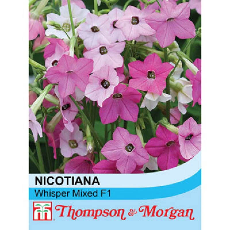 Image of Thompson & Morgan Nicotiana Whispers Mixed 1 Seed Packet (70 Seeds)