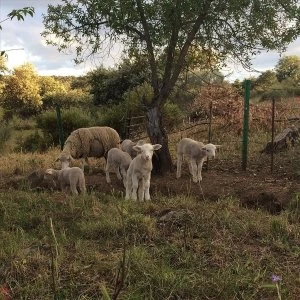 Image of Josephine Foster &ndash; No Harm Done Vinyl