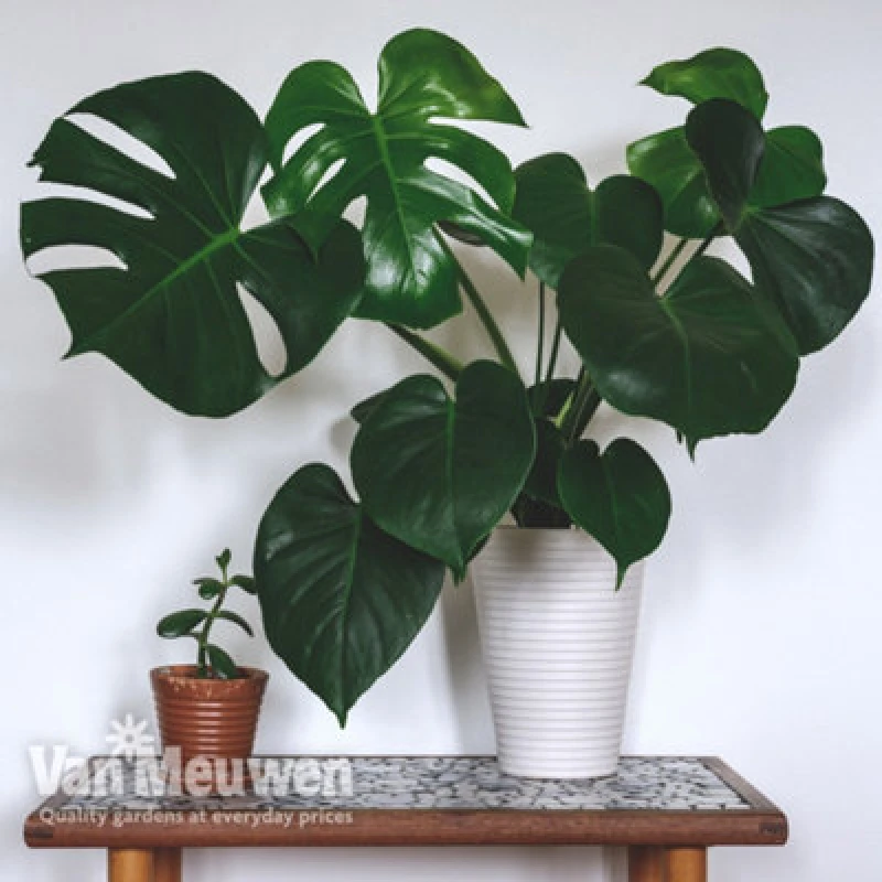 Image of Thompson & Morgan Monstera Deliciosa (Swiss Cheese Plant) 11Cm Pot X 1