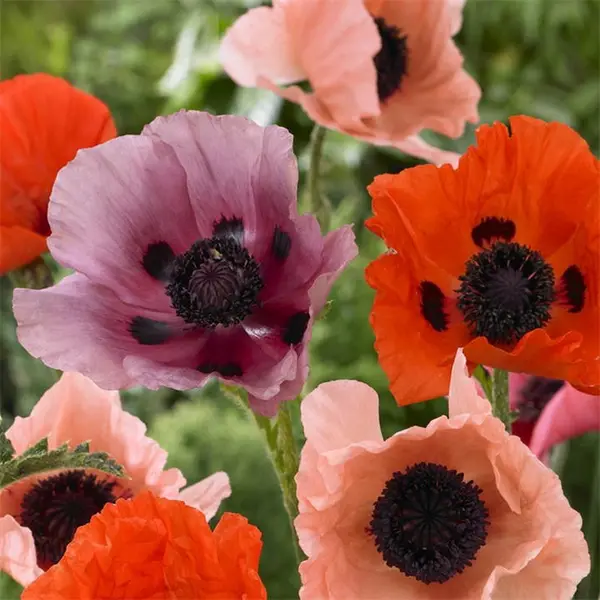 Image of YouGarden Oriental Poppy Collection (5 x Bare Roots) 5 x Bare R Multi 40827599000