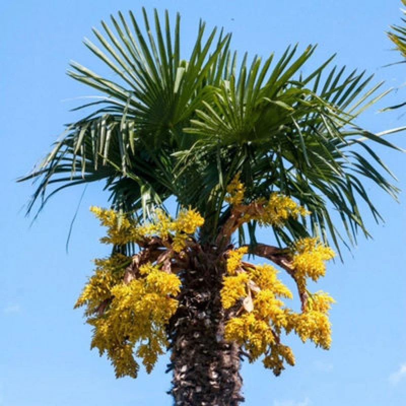 Image of Trachycarpus Fortunei 1 Packet X 5 Seeds By Thompson & Morgan