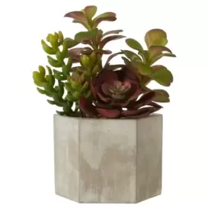Image of Interiors By Premier Mixed Succulent Ceramic Pot - Grey